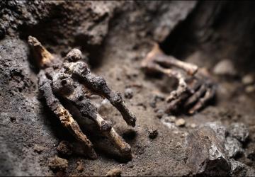 Teksas seli, 115 milyon yıllık dinozor izlerini nasıl ortaya çıkardı?