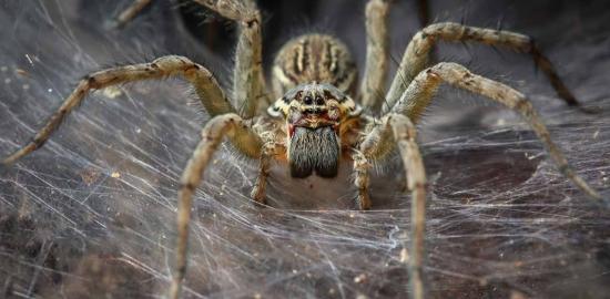 Bilim dünyası şaşkın: Dev örümcek ağı keşfedildi