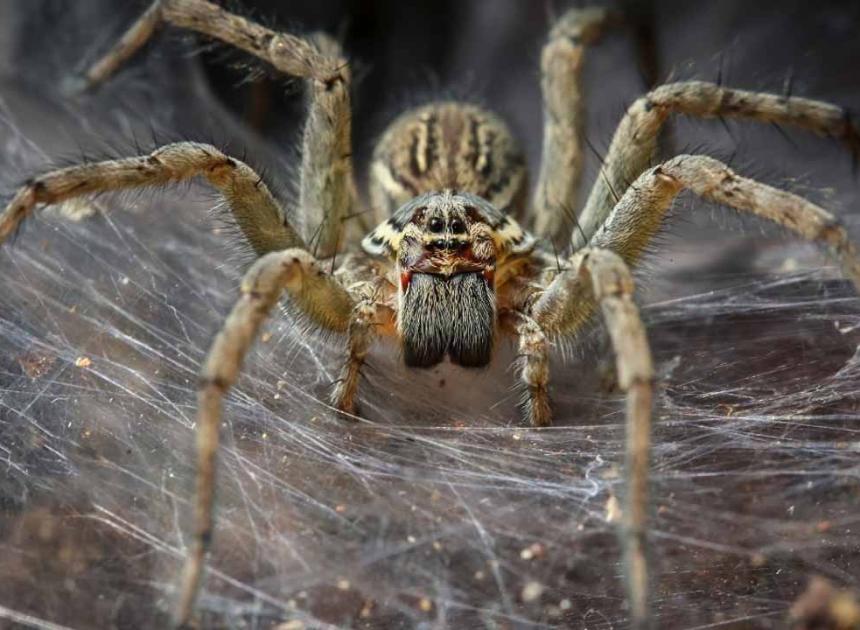 Bilim dünyası şaşkın: Dev örümcek ağı keşfedildi