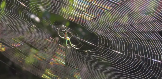 Yürüyüş sırasında örümcek ağlarına neden sık denk gelinir?