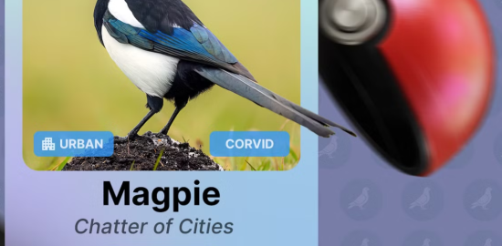 Pokémon tarzı kuş gözlem uygulaması!