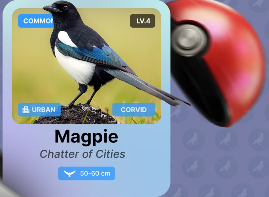 Pokémon tarzı kuş gözlem uygulaması!