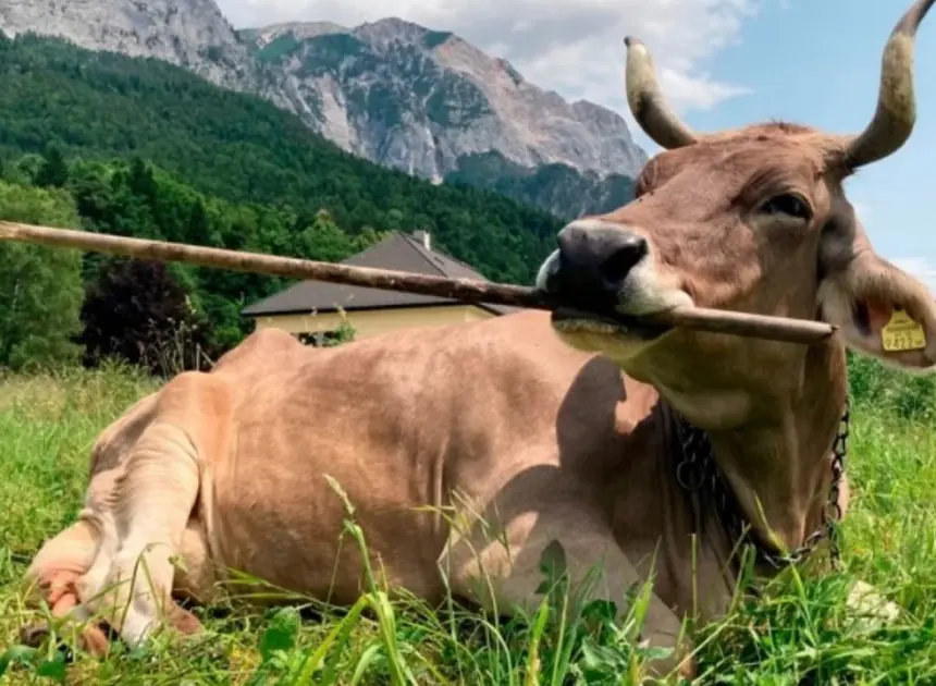 İneklerde beklenmeyen keşif: İlk kez alet kullandı